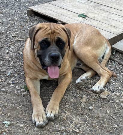 Mastiff (Troy MO.)63902739234563121