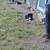 Australian shepherd 6 thumbnail