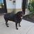 Rottweiler needs a home 2 thumbnail