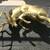 "Beautiful" Set of Dueling Deer - Wall Hanging - Bronze 3 thumbnail