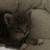 Sweet kitten 2 thumbnail