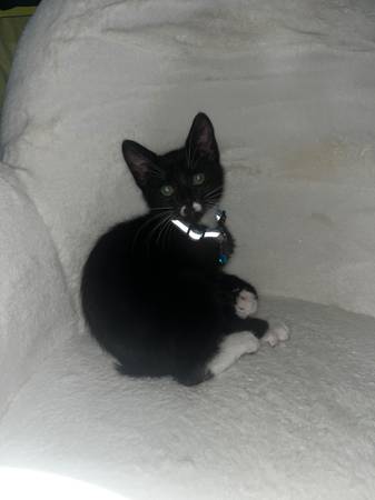 Gatita Manx sin cola hembra / niña (Spanaway)63911483378050121