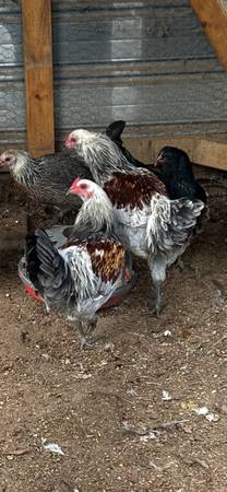 2 Americauna Roosters Free 1