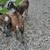 Sheep 6 thumbnail