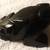 Black Onyx Stone Frog 1 thumbnail