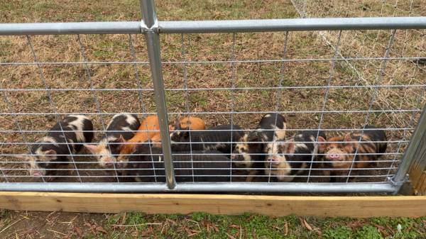 Weaned kukekune piglets 1