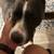 Licensed, Bonded, Insured, Dog Walking and Pet Care Company w/ App 2 thumbnail