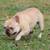 AKC Male Urajiro French Bulldog 5 thumbnail