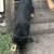 Rottweiler 4 thumbnail