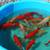 koi fish, fruit trees, and equipment 3 thumbnail