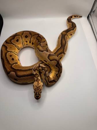 Rehoming Ball pythons (Mesa)63905905990147122