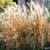 Ornamental Flame Grass grows to 5 ft. 2 thumbnail