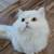 Rehoming persian cat 3 thumbnail
