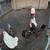Chickens 3 thumbnail