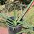 Aloe Vera plants 5 thumbnail