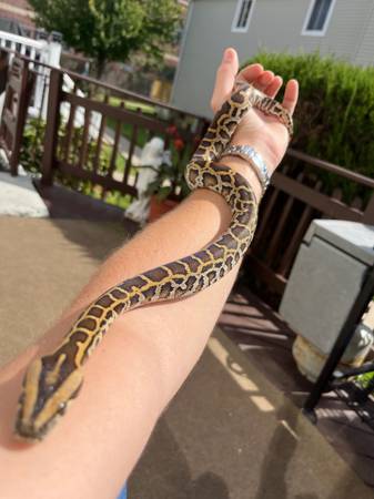 Burmese python baby (Staten Island)63887463100801124