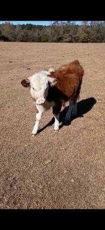 Miniature herefords 1