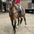 Gelding 3 thumbnail