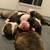 Olde English Bulldog Puppies 2 thumbnail
