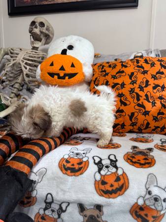 Female Shih Tzu puppy (New Caney Tx)63859317265283122