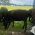 15-18 month+ Heifers 15 thumbnail