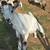 Pygmy Goats 4 thumbnail