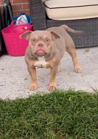 Rehoming bully63881395576065120