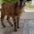 Baby Mini Nigerian Pygmy Goats 8 thumbnail