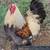 Brahma chicks-mottled, porcelain, blue salmon, lemon pyle, Isabel 13 thumbnail