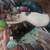 Free beautiful kittens 2 thumbnail