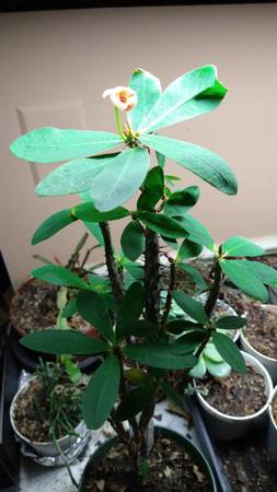 Crown of Thorns House Plant Blush - $20 (Centreville)62918240311681124