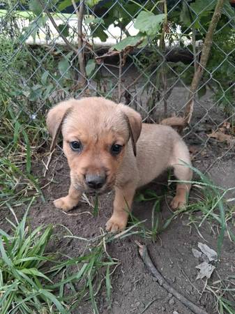Male pit rottweiler mix (Kansas City)63791635795329121