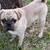 Pug male 1 thumbnail