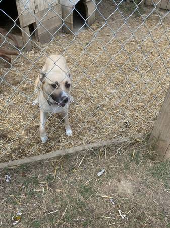 Pitbulls (Elizabethton)63968813046786120