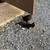 Kittens for rehoming 1 thumbnail