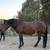 Gorgeous 1/2 Friesian Mare. Unlimited Potential. Smart/Sweet 3 thumbnail