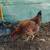 Gallos 8 thumbnail