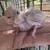 Cockatiels 2 thumbnail