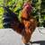 Serama bantam chickens 7 thumbnail