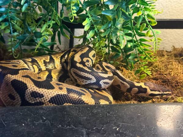 Rehoming ball python 1