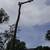 ====>  LEAF REMOVAL & TREE REMOVAL<==== 12 thumbnail