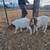 Boer wethers 2 thumbnail