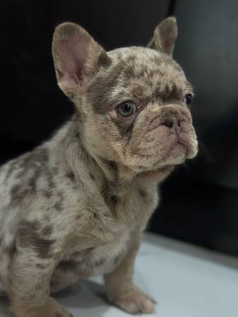 He is looking for home 1