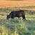 Five Simmental/Angus Bred Heifers and Simmental Bull 3 thumbnail