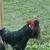 Roosters 2 thumbnail
