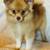 Pomeranians 2 thumbnail
