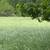 Orchard grass/Alfalfa Mixed Hay 4 thumbnail