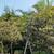 Vitex Tree 11 thumbnail