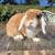 Pedigreed Holland Lop Buck 1 thumbnail