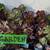 Aeoniums Beautiful Succulents Dark Red Green Black $8 & Up 1 thumbnail